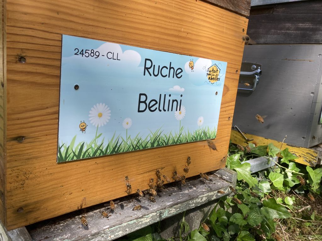 La ruche Bellini
