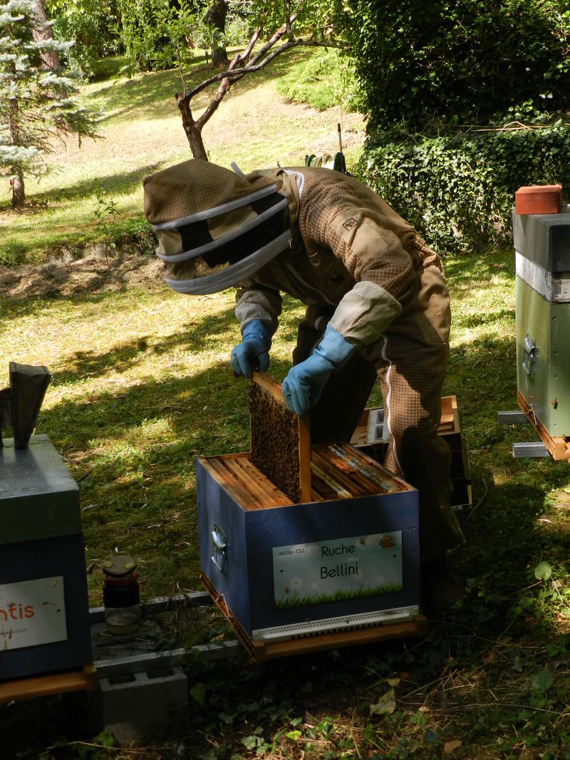 La ruche Bellini