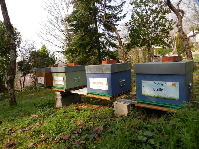 La ruche Bellini