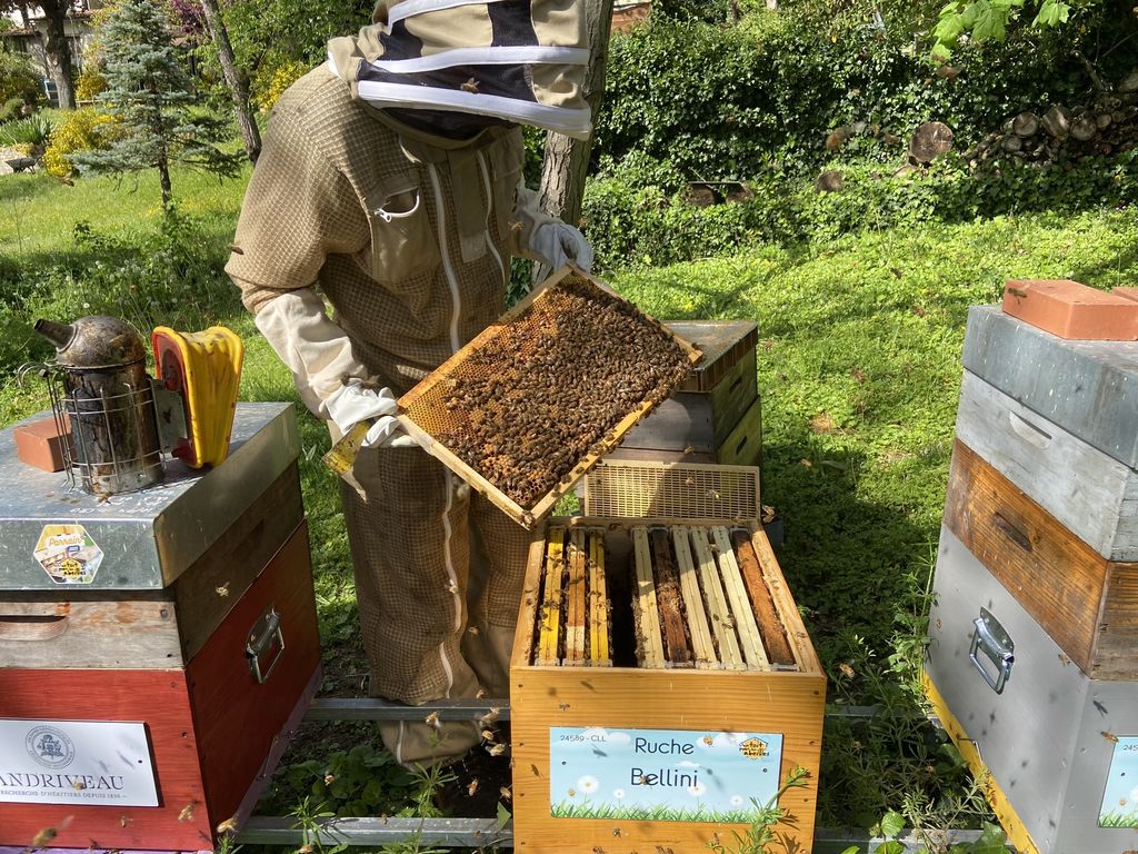 La ruche Bellini