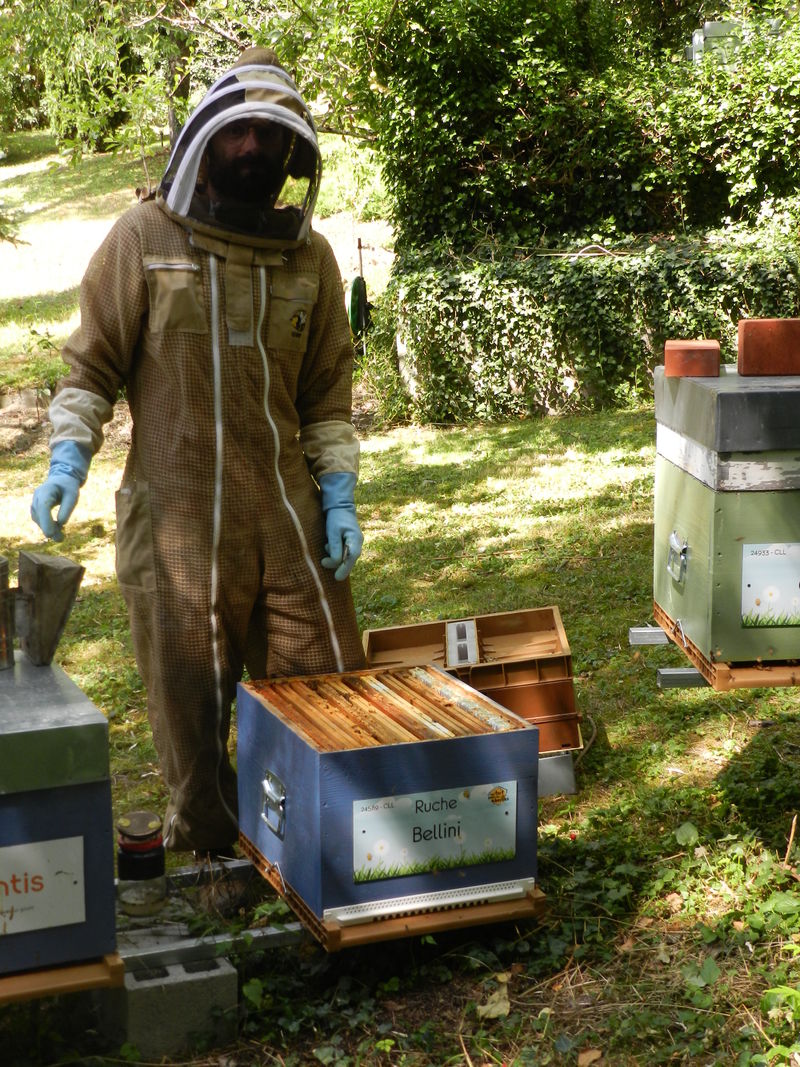 La ruche Bellini