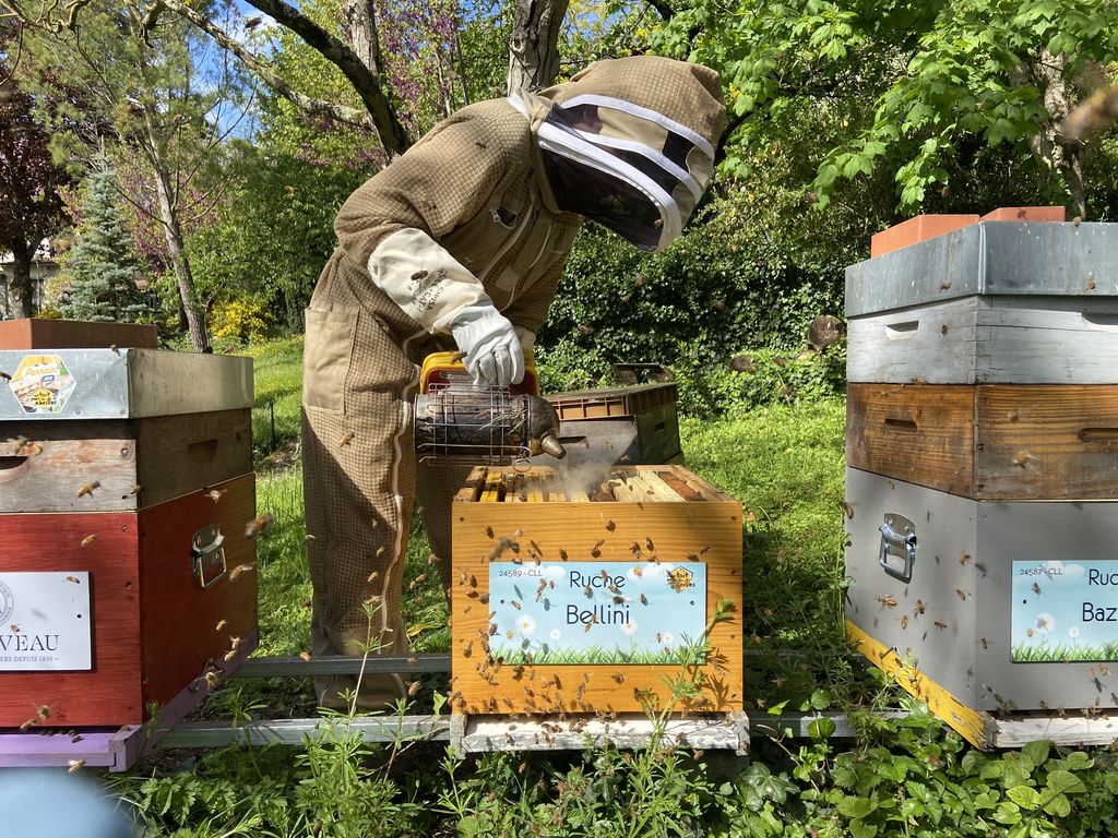La ruche Bellini