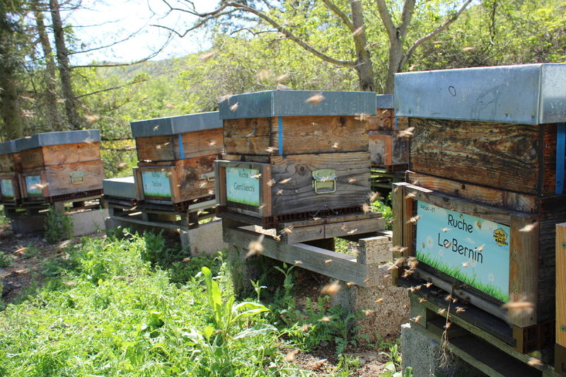 La ruche Le Bernin