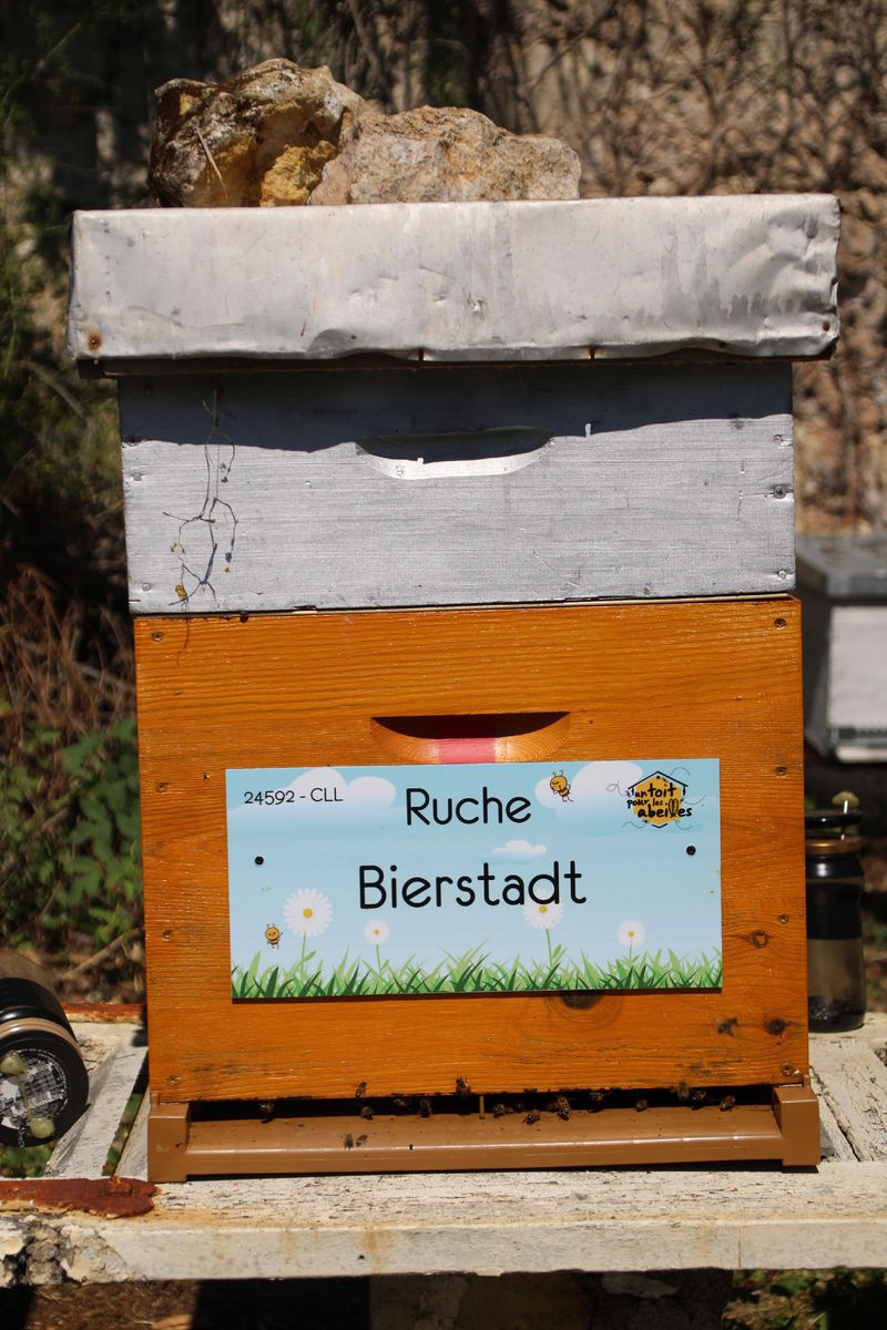La ruche Bierstadt