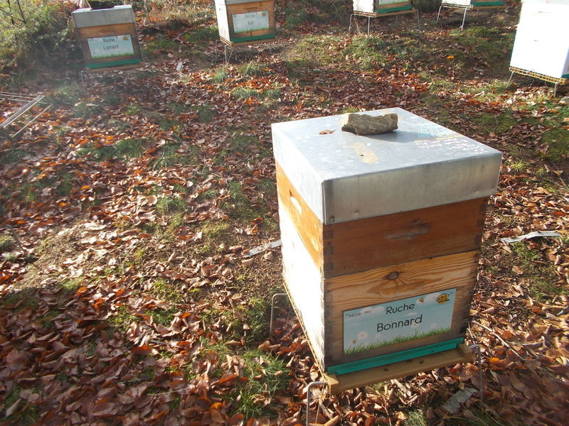 La ruche Bonnard