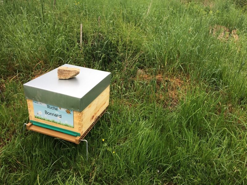 La ruche Bonnard