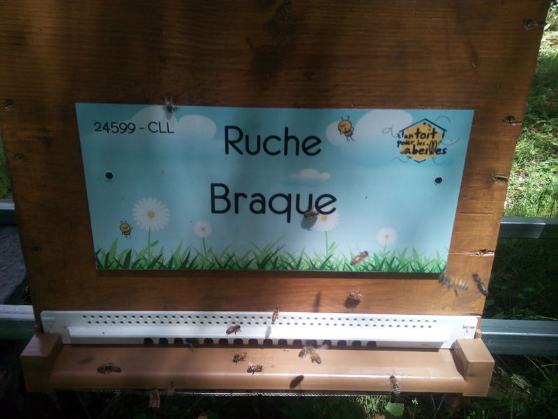 La ruche Braque