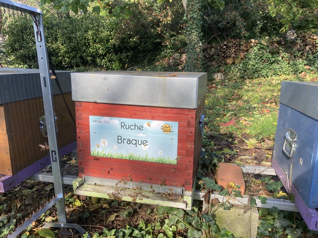 La ruche Braque