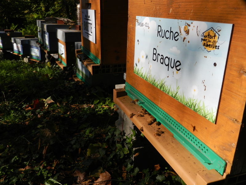 La ruche Braque