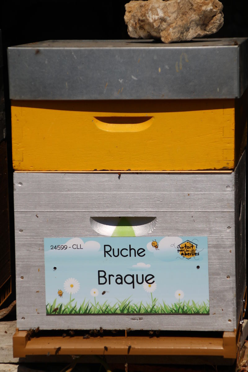 La ruche Braque