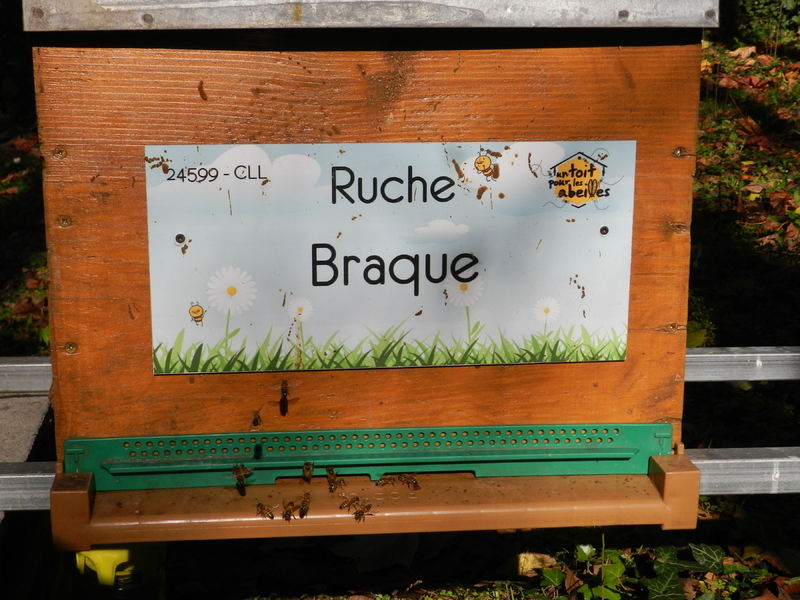 La ruche Braque