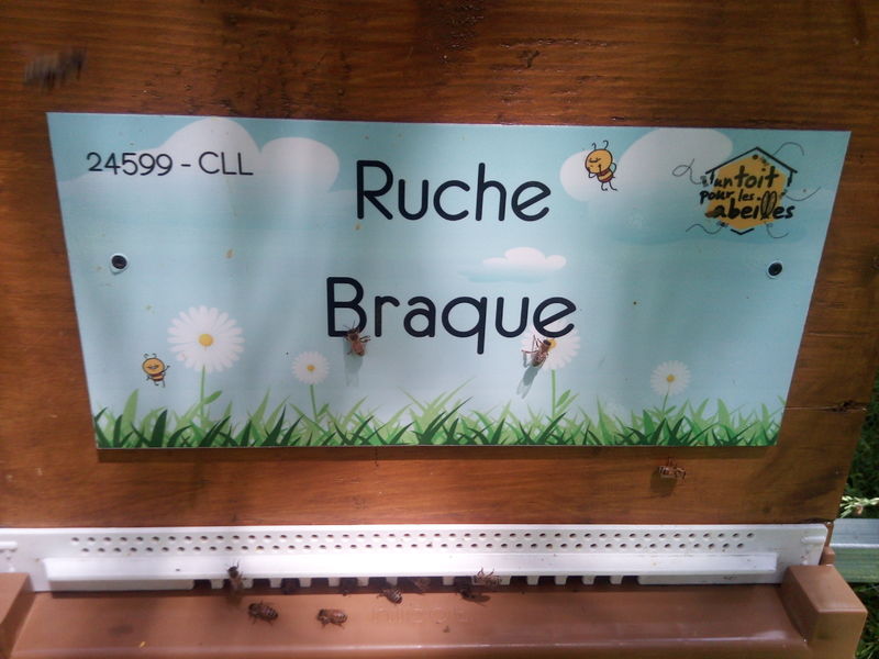 La ruche Braque