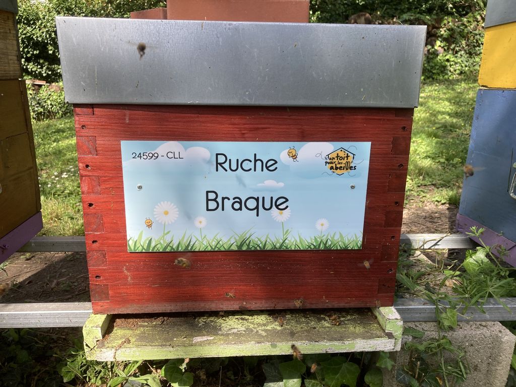La ruche Braque