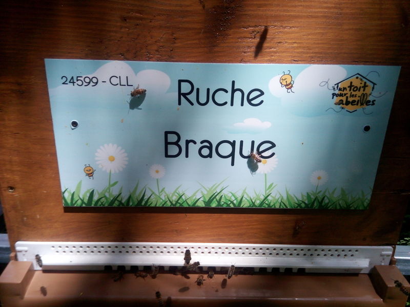 La ruche Braque