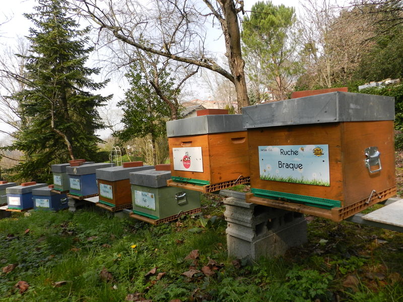 La ruche Braque