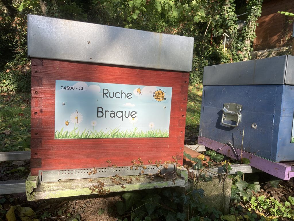 La ruche Braque