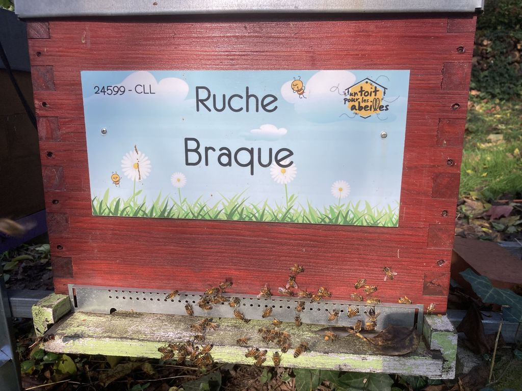 La ruche Braque