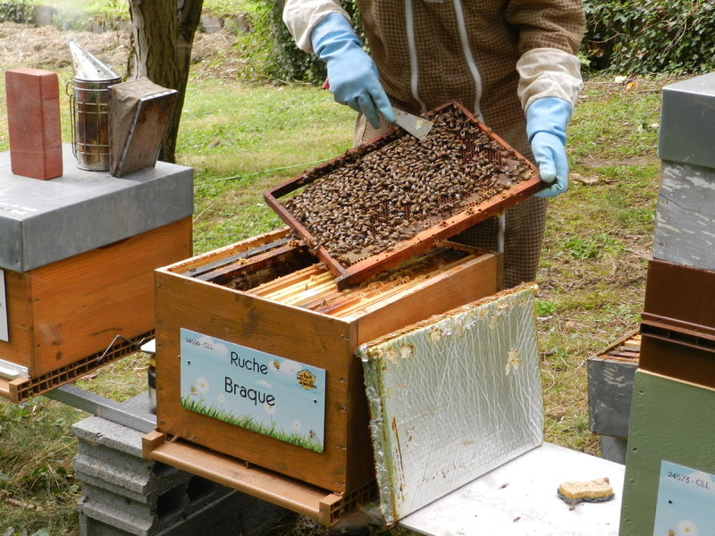 La ruche Braque