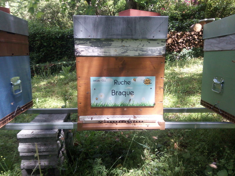 La ruche Braque