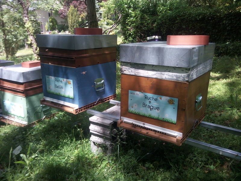 La ruche Braque