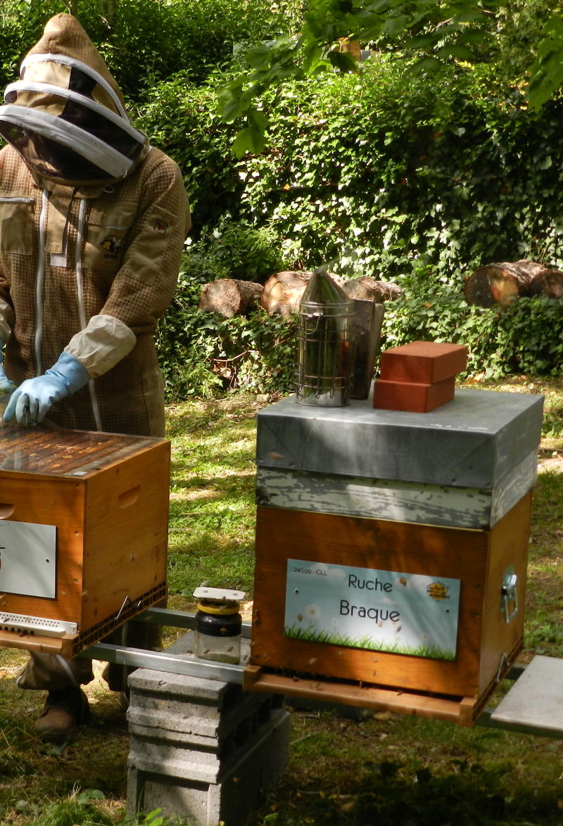 La ruche Braque