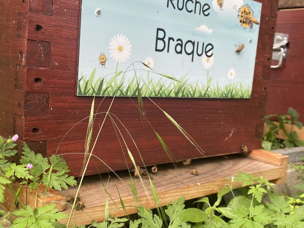 La ruche Braque