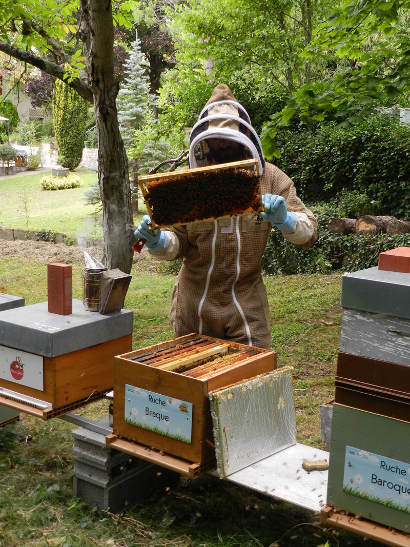 La ruche Braque