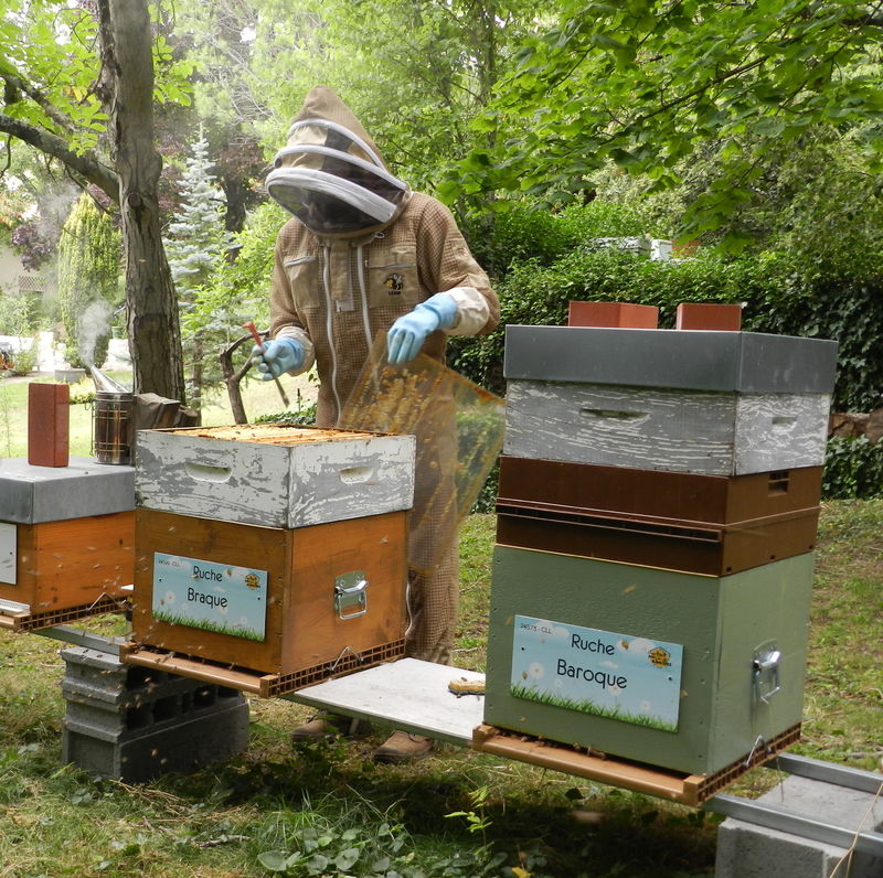 La ruche Braque