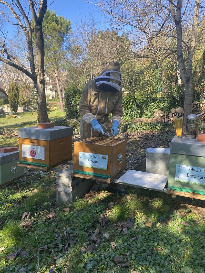 La ruche Braque