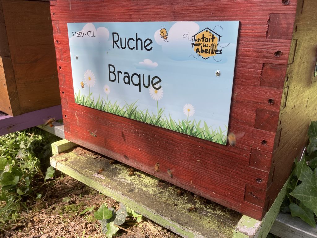 La ruche Braque
