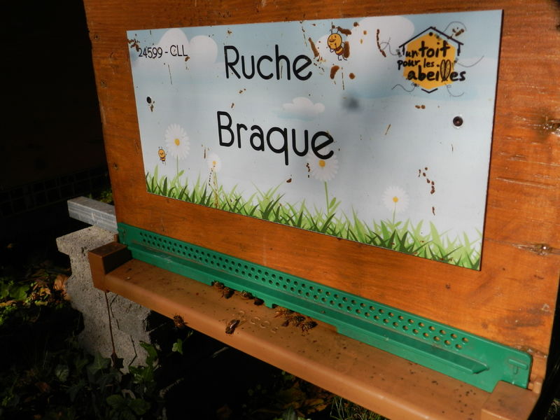 La ruche Braque