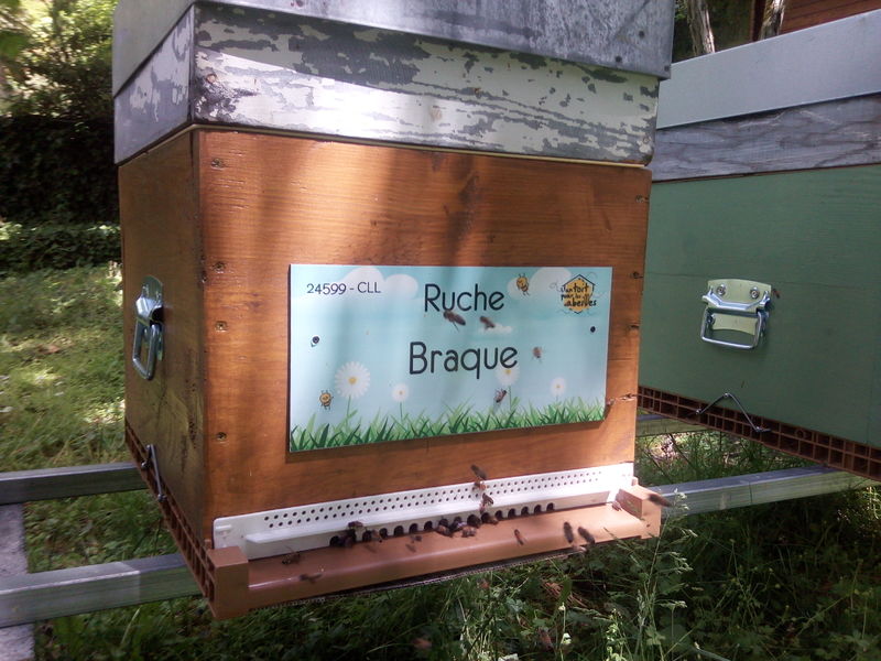 La ruche Braque