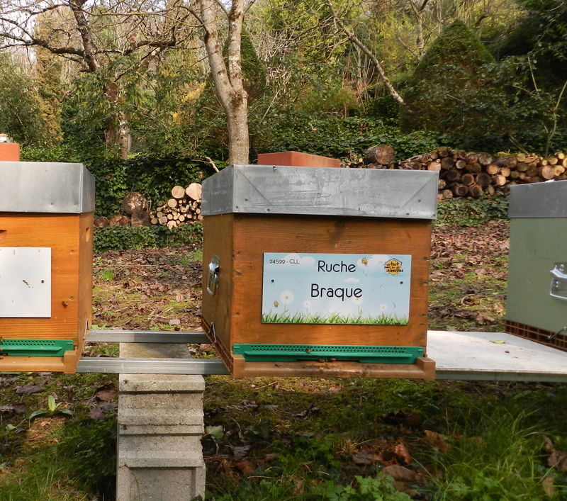 La ruche Braque