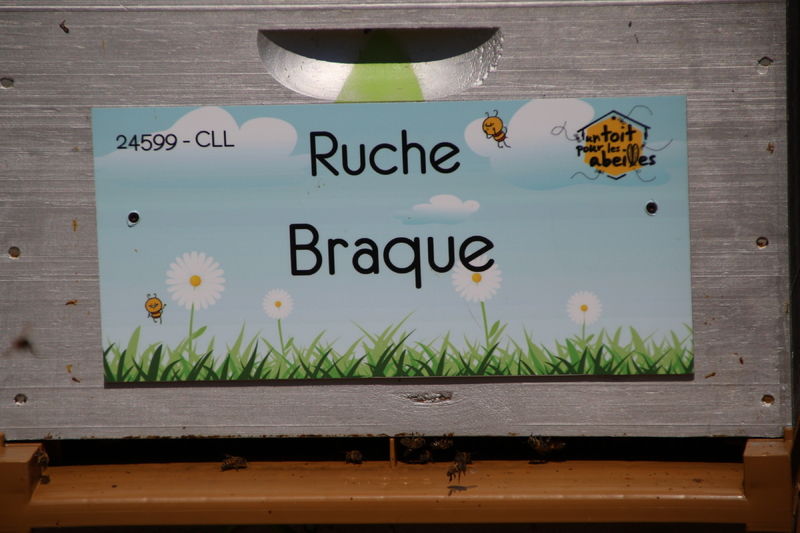 La ruche Braque