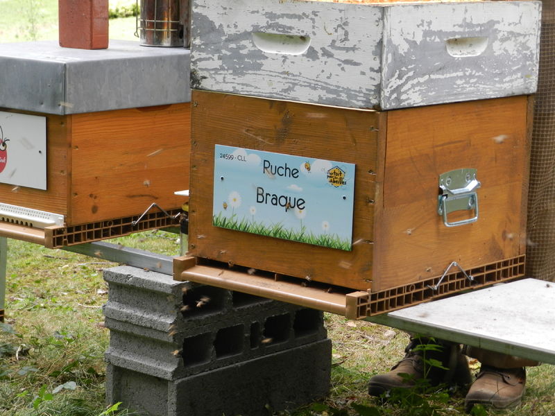 La ruche Braque