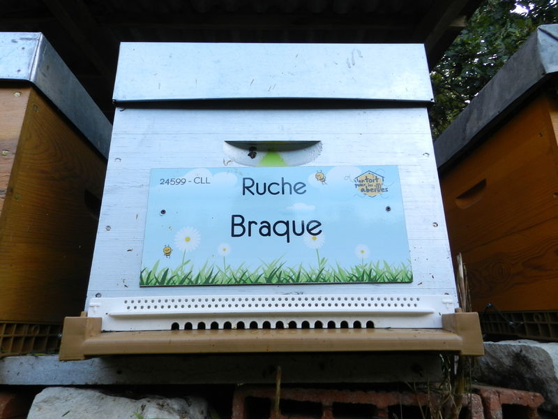 La ruche Braque