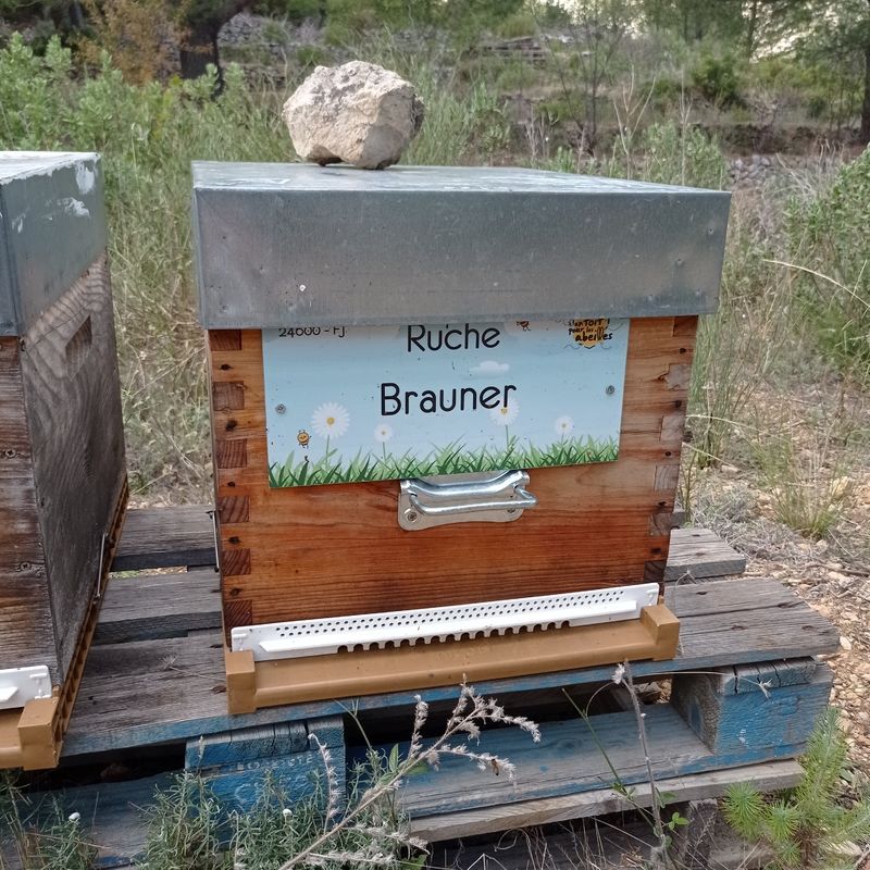 La ruche Brauner 