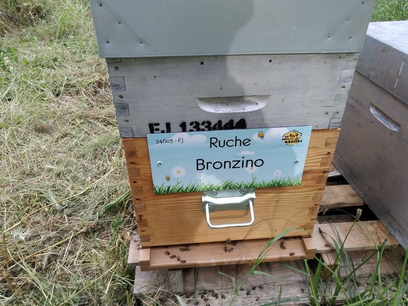 La ruche Bronzino