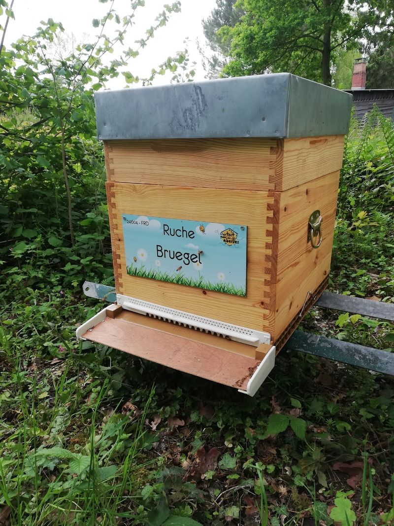 La ruche Bruegel