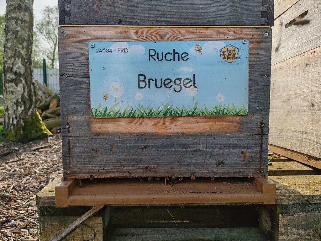 La ruche Bruegel