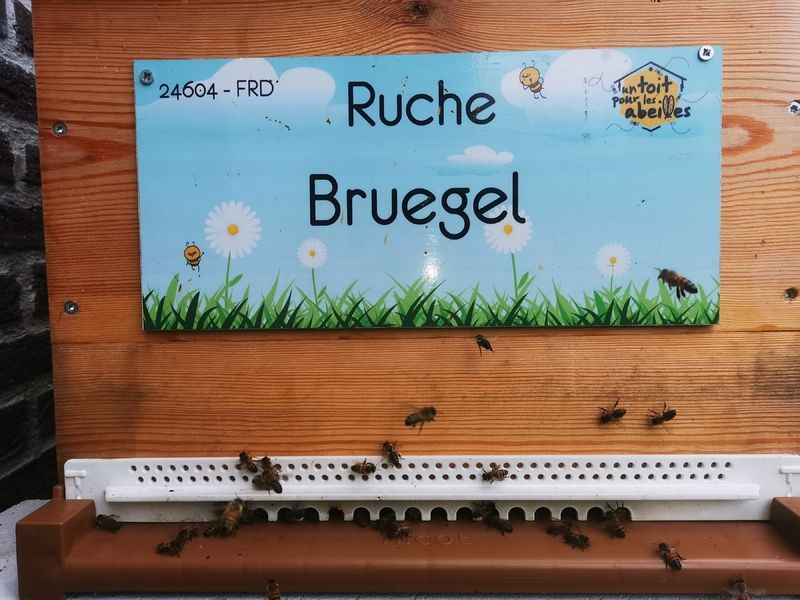 La ruche Bruegel