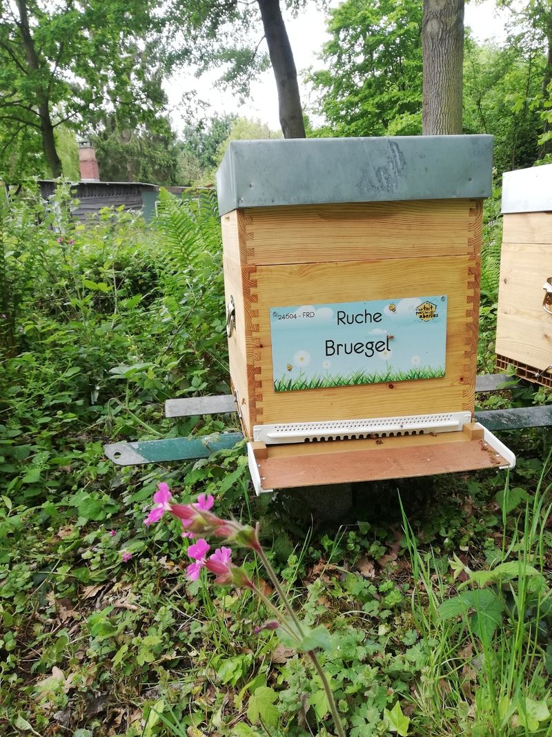 La ruche Bruegel