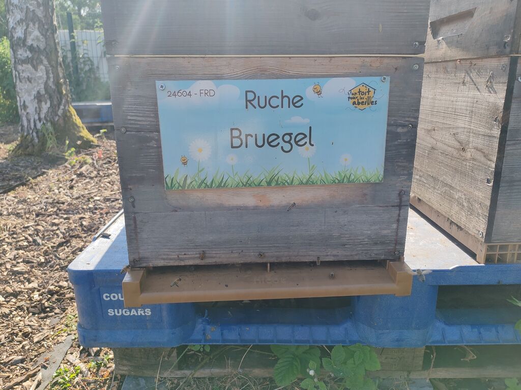 La ruche Bruegel