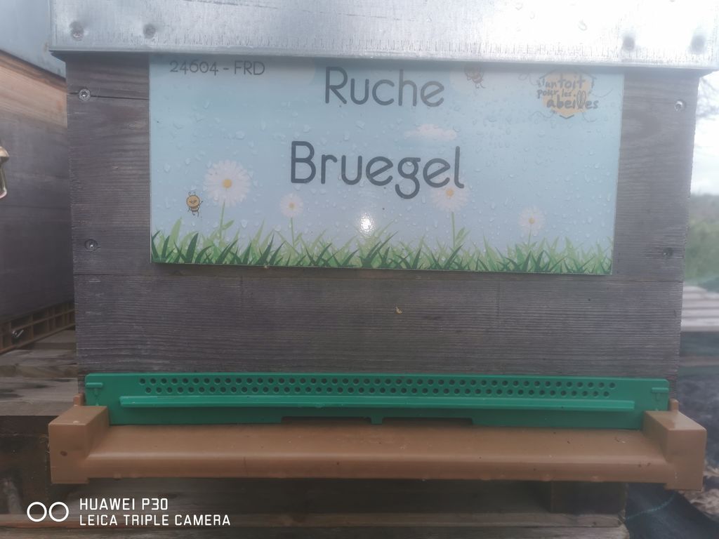 La ruche Bruegel
