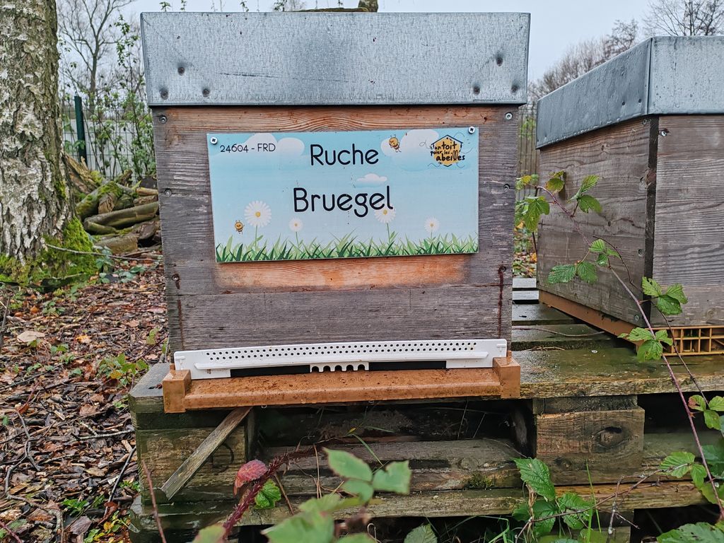 La ruche Bruegel