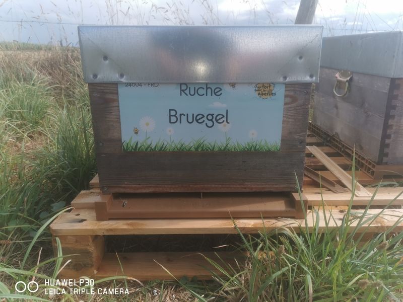 La ruche Bruegel