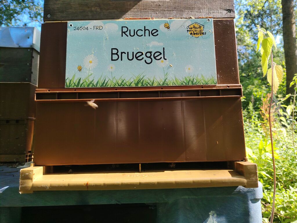 La ruche Bruegel