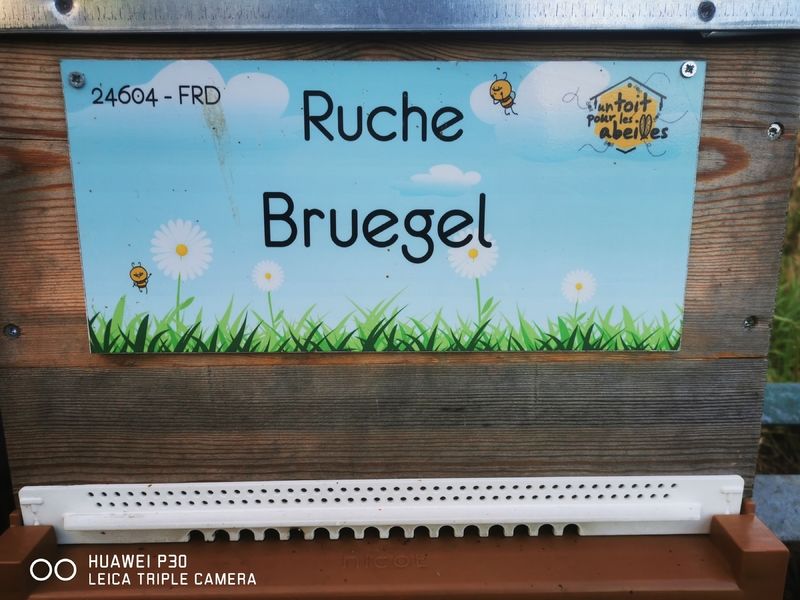 La ruche Bruegel