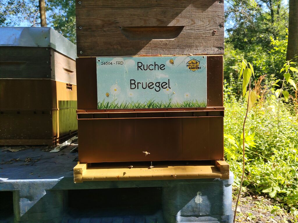 La ruche Bruegel