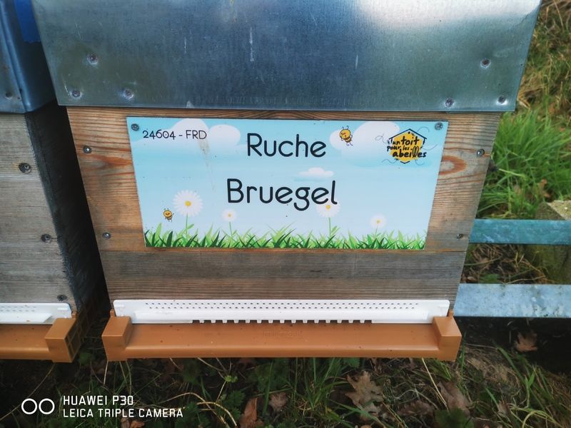 La ruche Bruegel